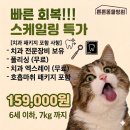 강동 둔촌동 비숑 8살 강아지 치아 스케일링 후기 (치과방사선 무료 이벤트) 위례 하남 동물병원