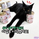 콩캣 | 로얄캐닌 마더 앤 베이비 캣 캔 아기 고양이 이유식 4남매 키운 집사의 솔직한 후기