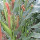 최종화농장 이미지