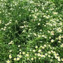 덕천보건진료소 | 외씨버선길 2길(슬로시티길, 2020.7.21)