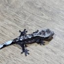 브리딩 팜 이미지