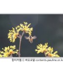 [매일복음(다해) 19-06-26] - "너희는 거짓 예언자들을 조심하여라...너희는 그들이 맺은 열매를 보고 그들을 알아볼 수 있다."(마태 7,15-20) 이미지