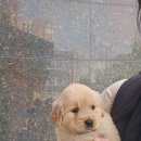 강아지분양 애견입양 아이러브독 인천점 이미지