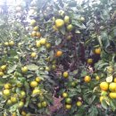 큰소낭 작은돌집 이미지