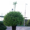 창녕파3 골프랜드 이미지