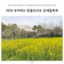 부여축제 방울토마토 유채꽃축제 아이와 실시간 방문후기 먹거리