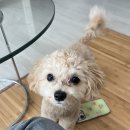 진도애견훈련소 | 포항·경주·구미 애견훈련 | 강압 없이 달라지는 강아지 행동교정