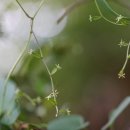 각시마 Dioscorea tenuipes Franch. &amp; Sav. (암꽃.수꽃) 이미지