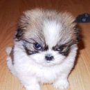 바람난강아지 이미지