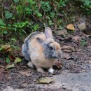 포니랜드 이미지