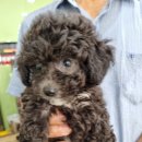 강아지마을 이미지