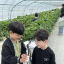시청중앙어린이집 | “태권도장 다니면 이런 체험까지? 🍓 딸기체험 리얼후기”