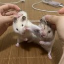 타레
