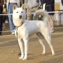 진도개 사랑 이미지