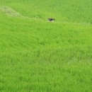 구름에 달가듯이 이미지