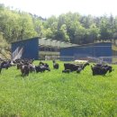 늘푸른 흑염소농장 이미지