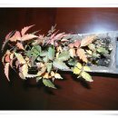 옻나무집 이미지