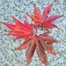 해람중학교 정문 입구 | 토요일 오후, 삼성산성지 ~ 호압사 가을산책코스 솔직 후기