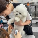 프로애견 이미지