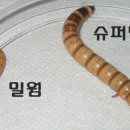 영양밀웜 이미지