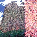 하늬바람 이미지