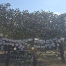 서천 마량리 동백나무 숲 이미지