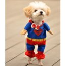 봄날애견 이미지