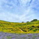 지세포해안로 이미지