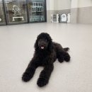 (주)하울팟케어클럽 이미지