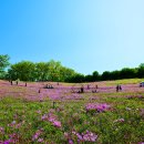 철쭉동산 이미지