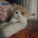 그루밍 캐나다 | 고양이 알레르기,알러펫 효과있을까? 사용후기