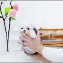 여기는 펫샵 이미지