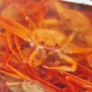 5254 | 대구 대명동 맛집, 게부자 본점 내돈내산 붉은대게 무한리필 방문 후기