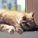 햇빛 동물병원 이미지