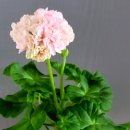 멍Mother 이미지