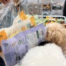 ㈜에이아이헬스케어 | 2026 케이펫페어 수원 오픈런 후기｜주차,이벤트,부스 꿀팁