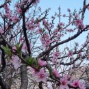 인천 대공원 벚꽃축제 다녀 왔어요~*♡ 이미지