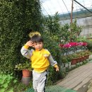 승림식물원 Daum카페