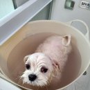 리리 펫살롱 | 중리동 애견미용 리리네펫살롱에서 애견스파 받은 후기