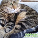 로얄동물메디컬센터w 이미지