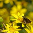 나비잠자리 이미지