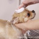 바비숑펫살롱 이미지