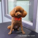 사쿠란보애견샵