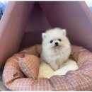 도그마루 고양이 강아지 무료분양 | 하남도그마루에서 강아지 무료분양 받으니 행복 두배!