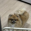 베베시오 이미지