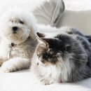 펫퍼스트 24시 강아지분양 고양이분양 파주운정점 이미지