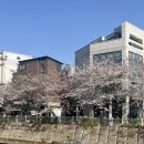 방목내 | [한성대입구역]성북천 벚꽃길 방목2 야장에서 삼겹살 먹고 온 후기