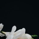 라튤립
