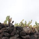 제주 월령리 선인장군락 이미지