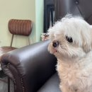 독플러스 이미지